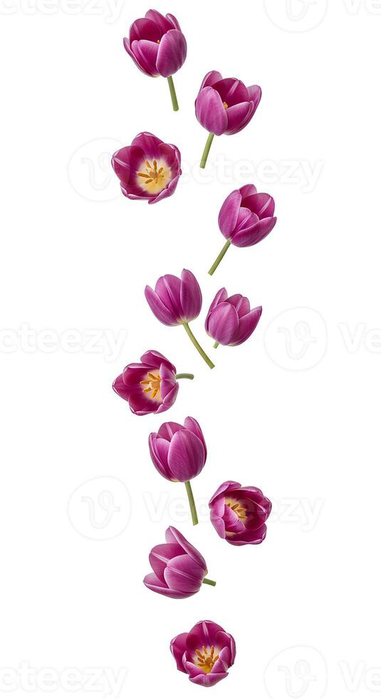 Elegant purple tulip flowers isolated on a clean white background, perfect for spring floral designs and nature-themed visuals photo