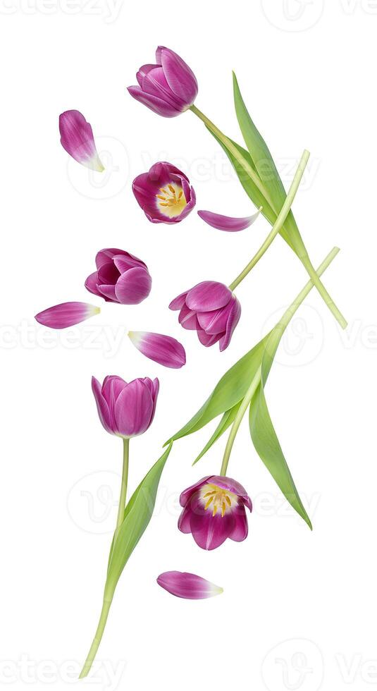 Close-up of purple tulip flowers with delicate petals, isolated on a white background, capturing the essence of springtime beauty photo