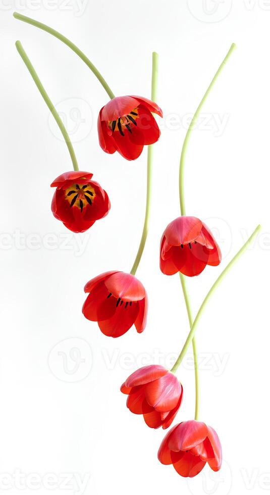 Scattered red tulips on white background. Fresh tulip flowers and delicate petals falling gently, representing love, springtime beauty, and organic nature aesthetics photo