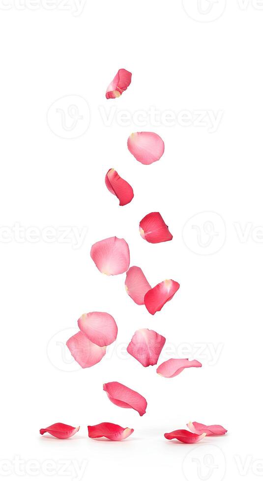 Red and pink rose petals falling elegantly photo
