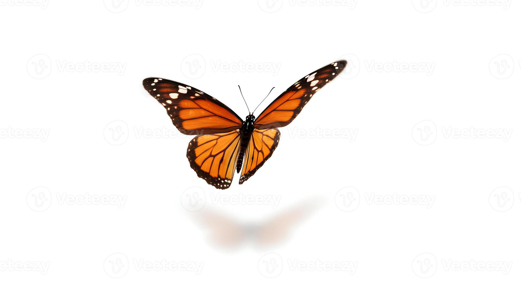 butterfly flying isolated on white background. beautiful butterfly caught in flight isolated on white background photo