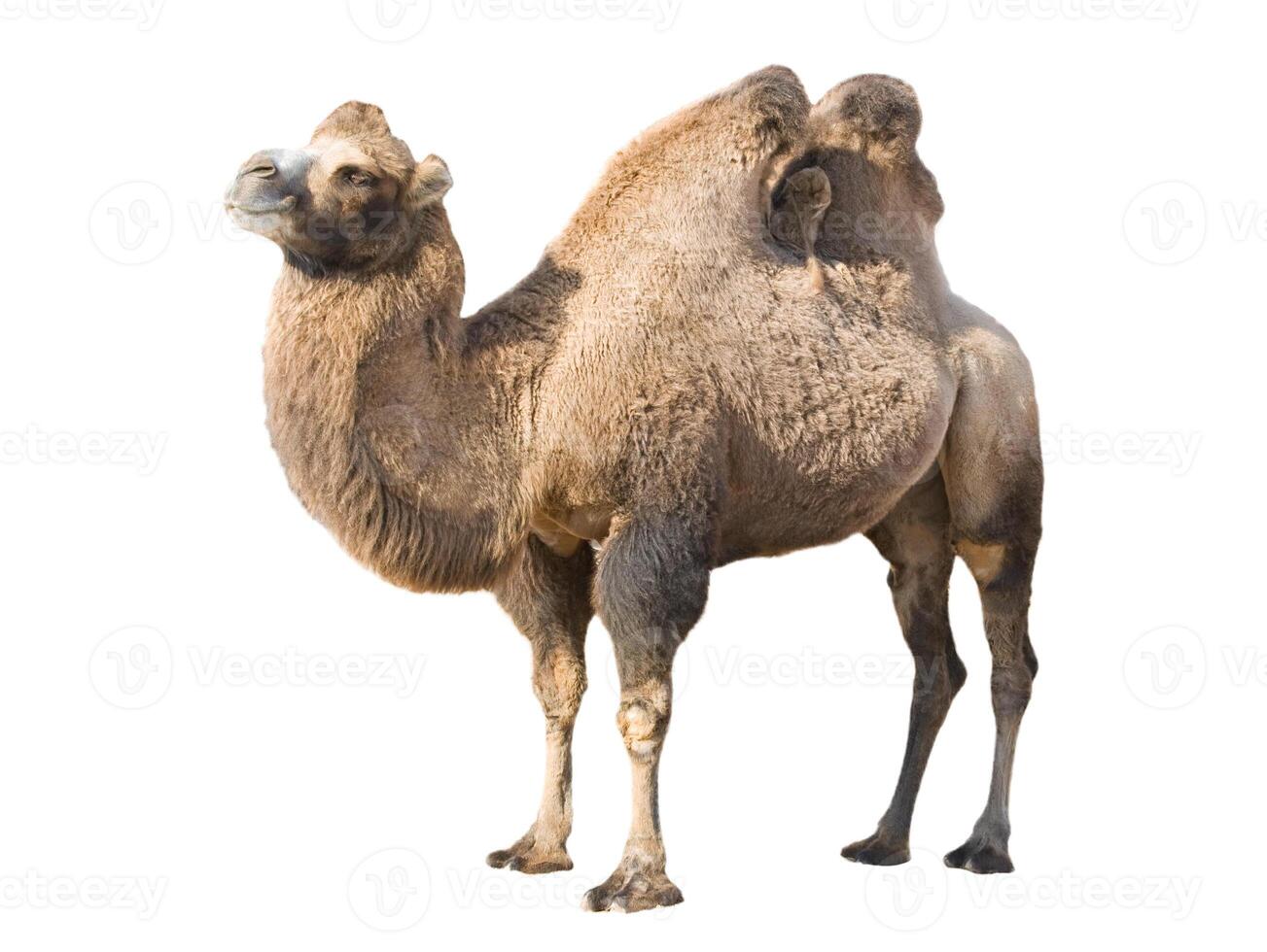 Standing camel over white photo