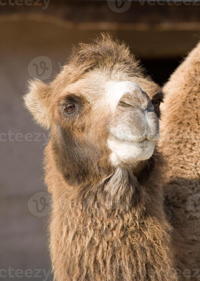Portrait of a camel photo