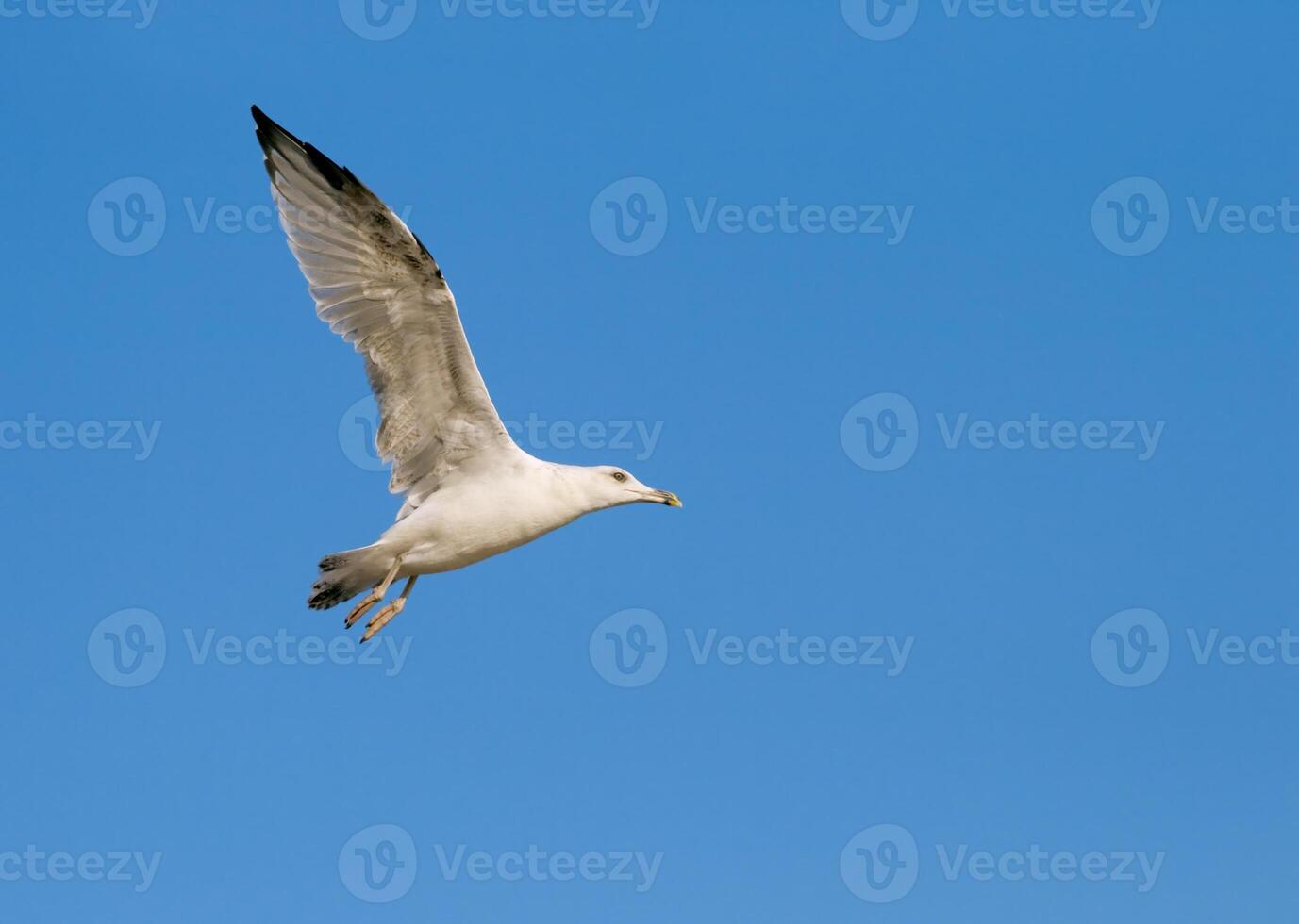 Flying seagull in clear sky photo