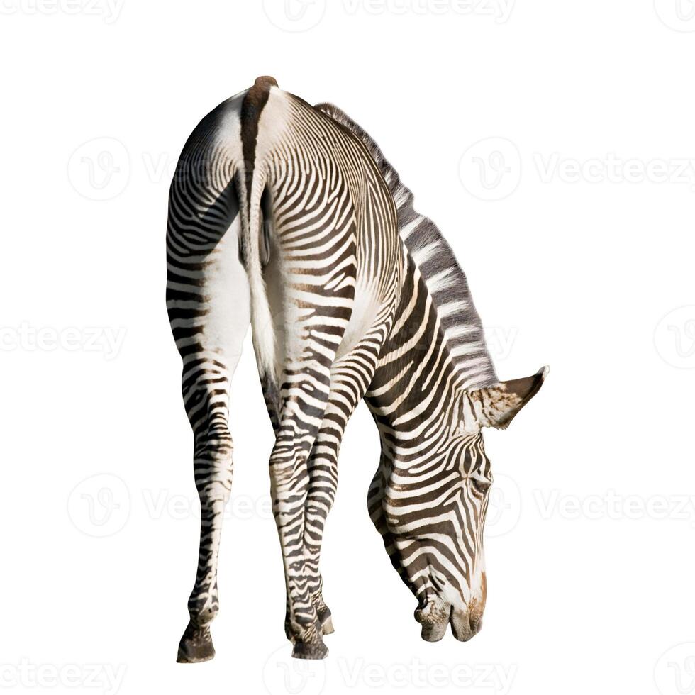 Zebra over white, rear view 4 photo