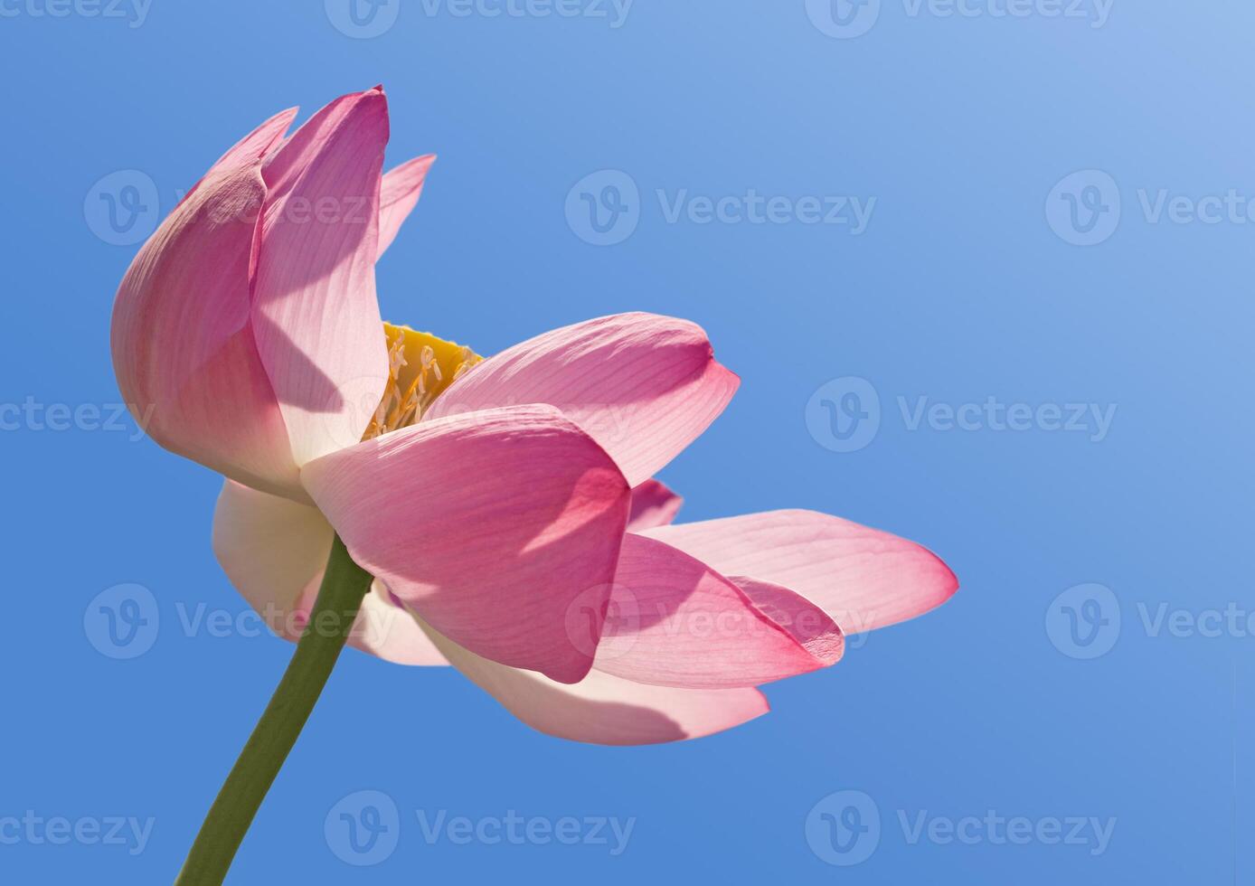 Lotus over blue sky 2 photo
