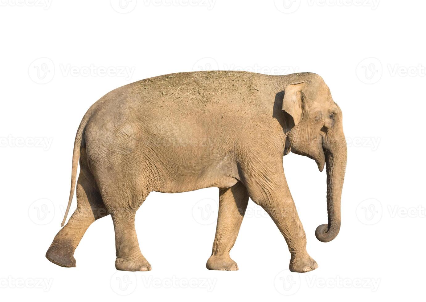 Elephant isolated over white photo