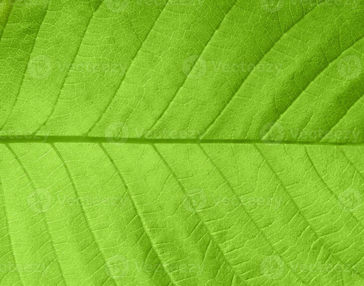 Leaf texture in the backlight 2 photo