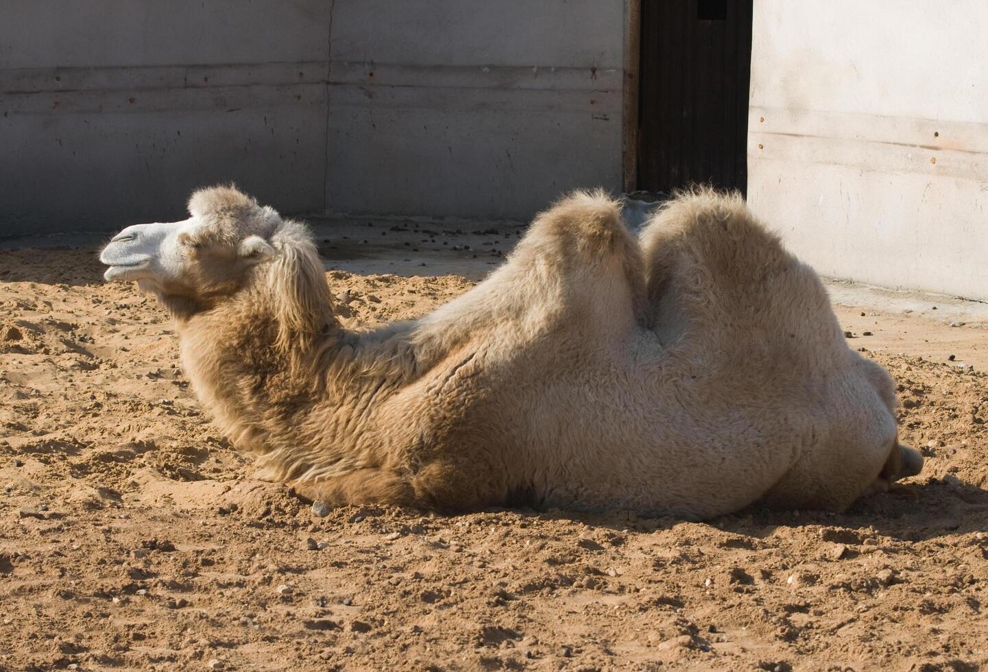 Camel in a zoo photo