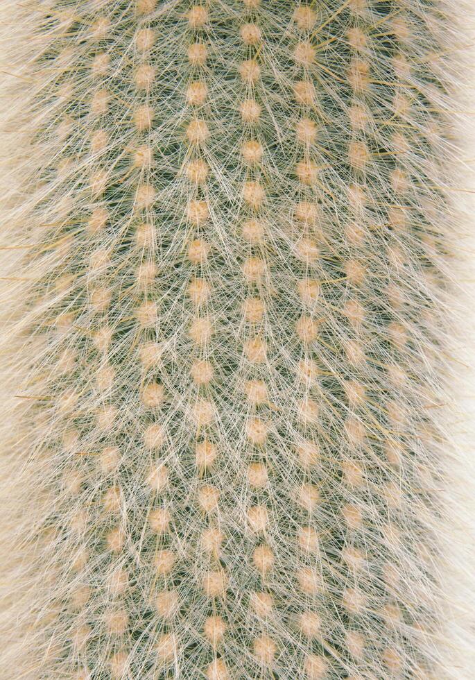 Cactus close up texture photo