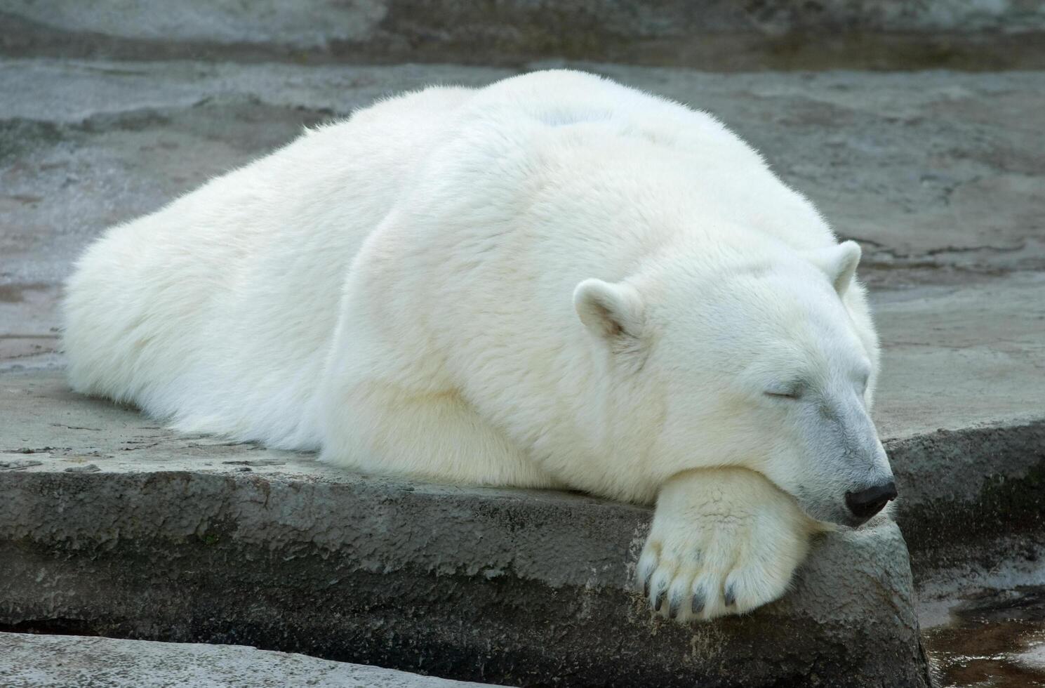Polar bear sleeping photo
