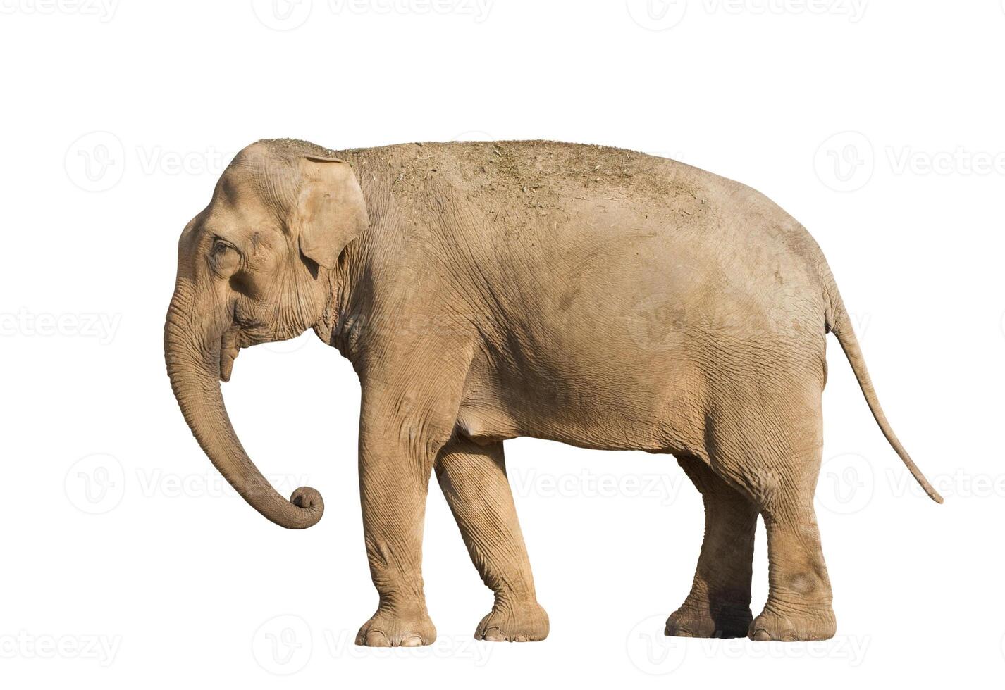 Elephant over white photo