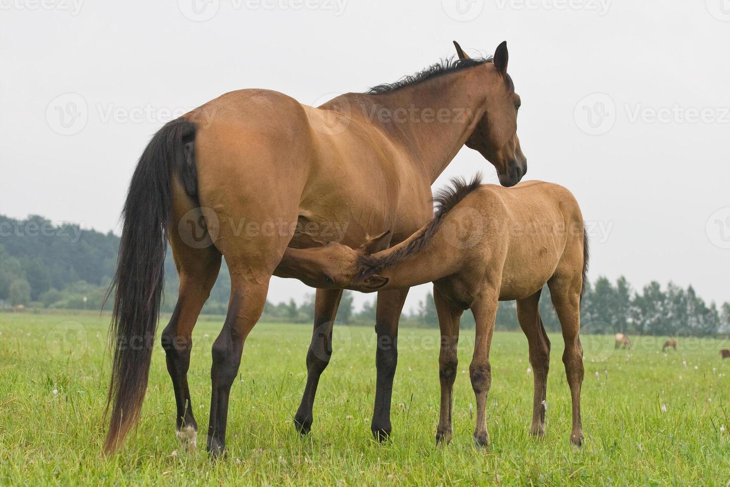 Foal suckling his mother 2 photo