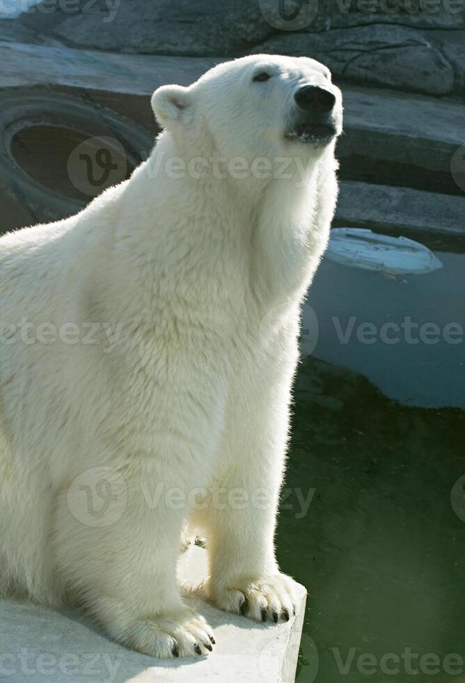 Polar bear in a zoo 2 photo