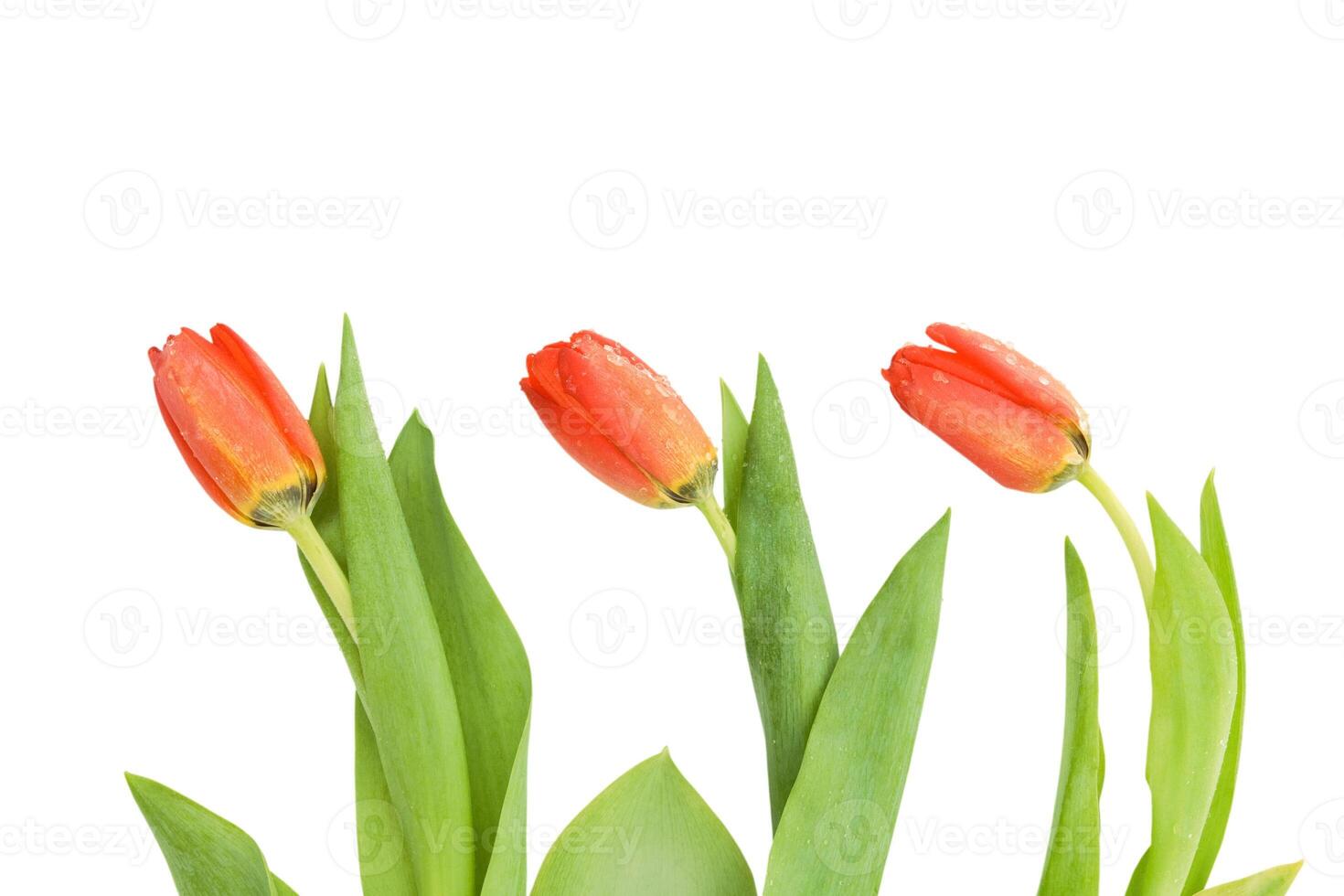 Three tulips over white photo