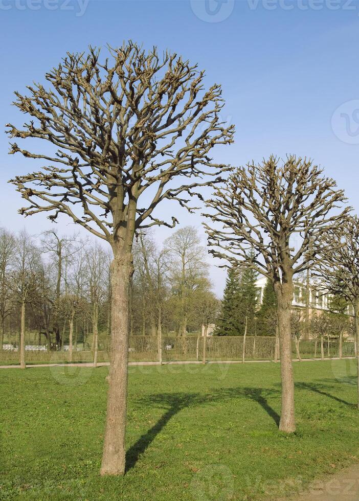 Bare trees in a park photo