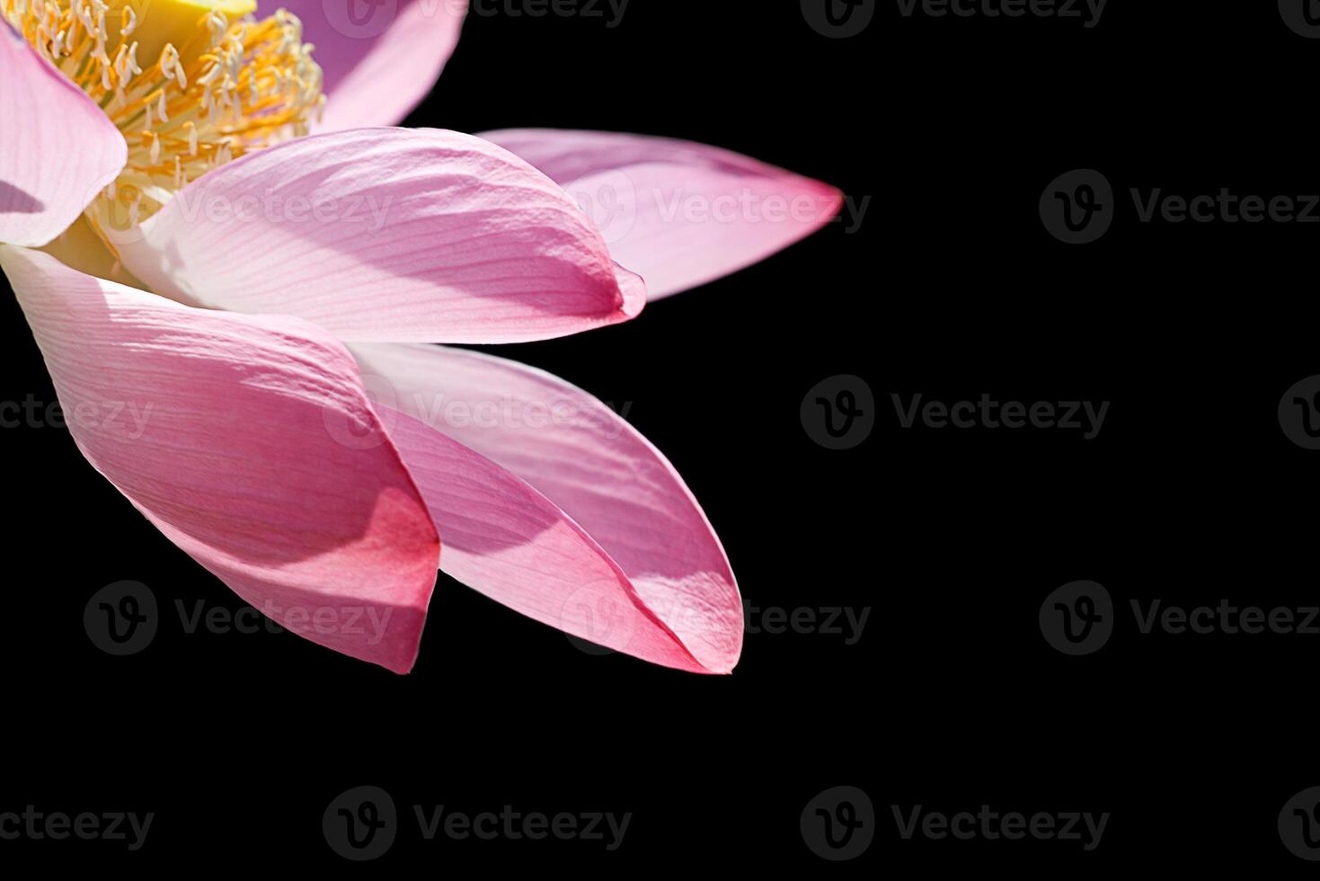 Lotus on black photo