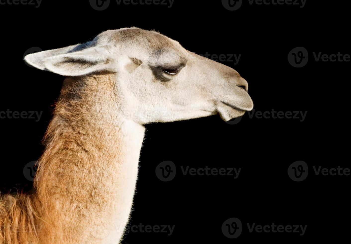 Llama over black photo