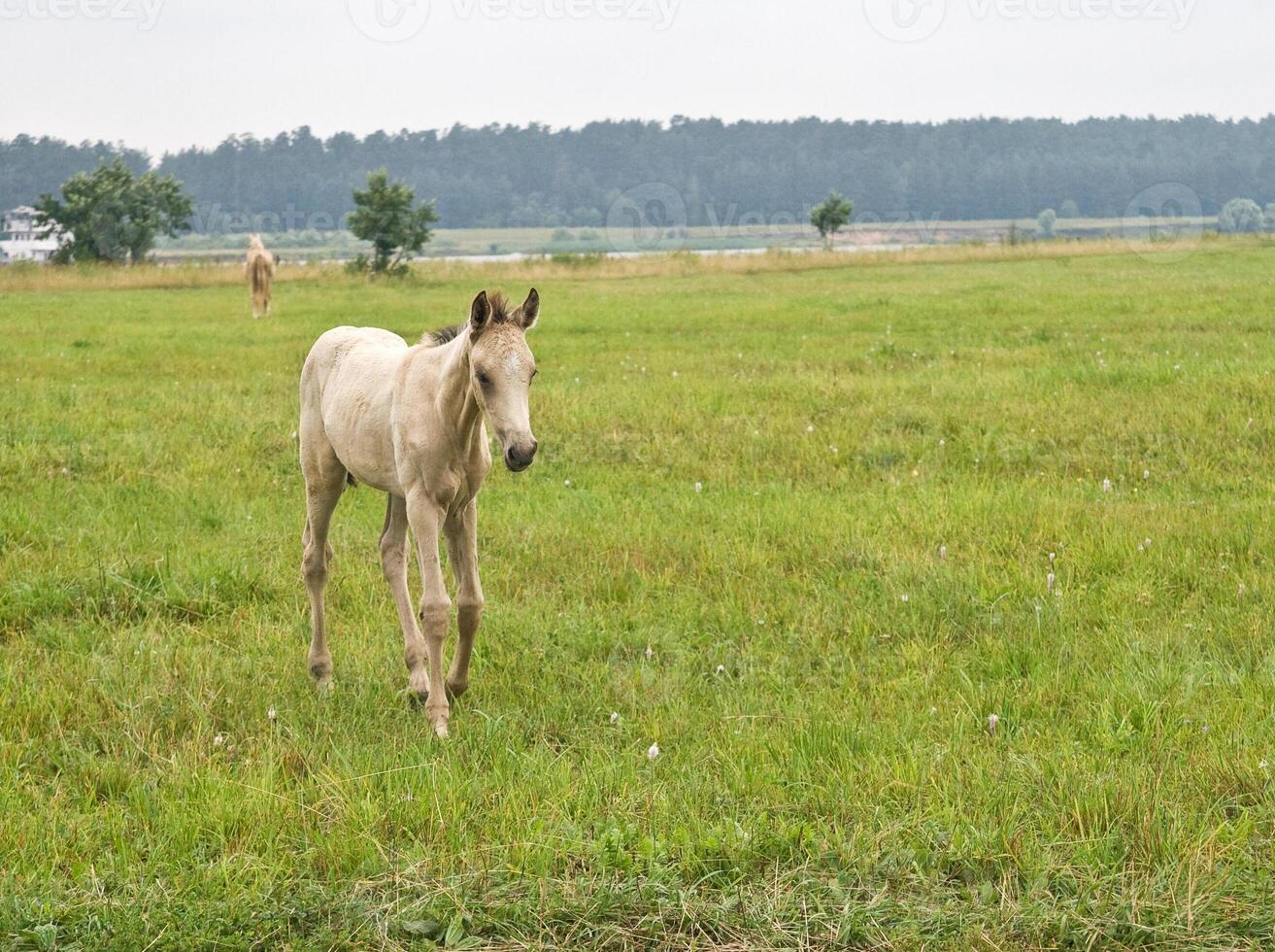 White foal in a meadow photo