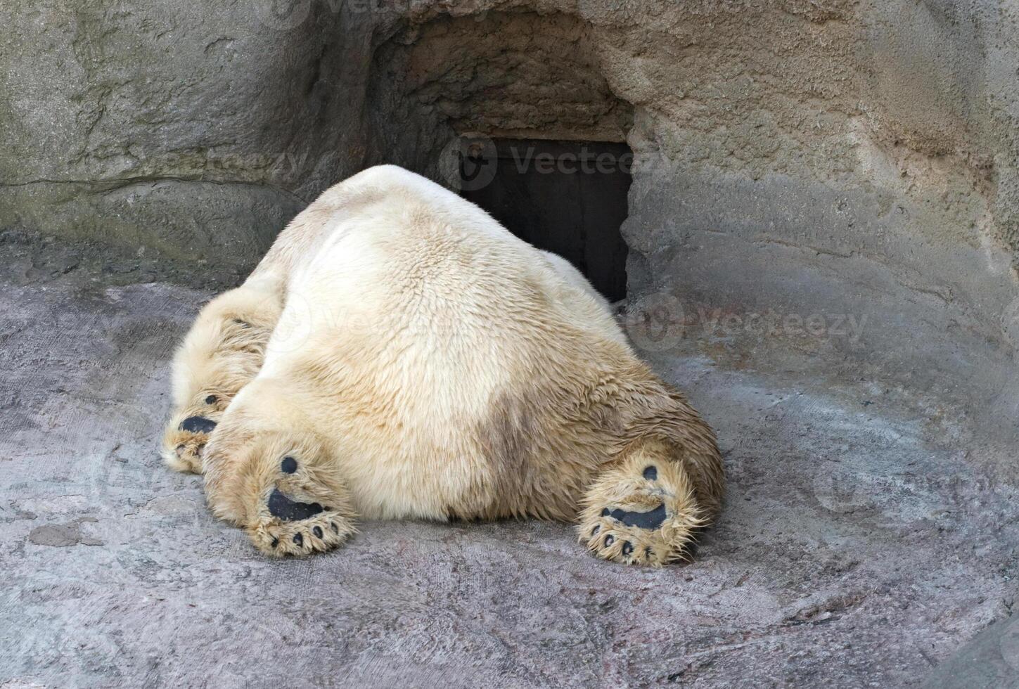 Polar bear, rear view photo