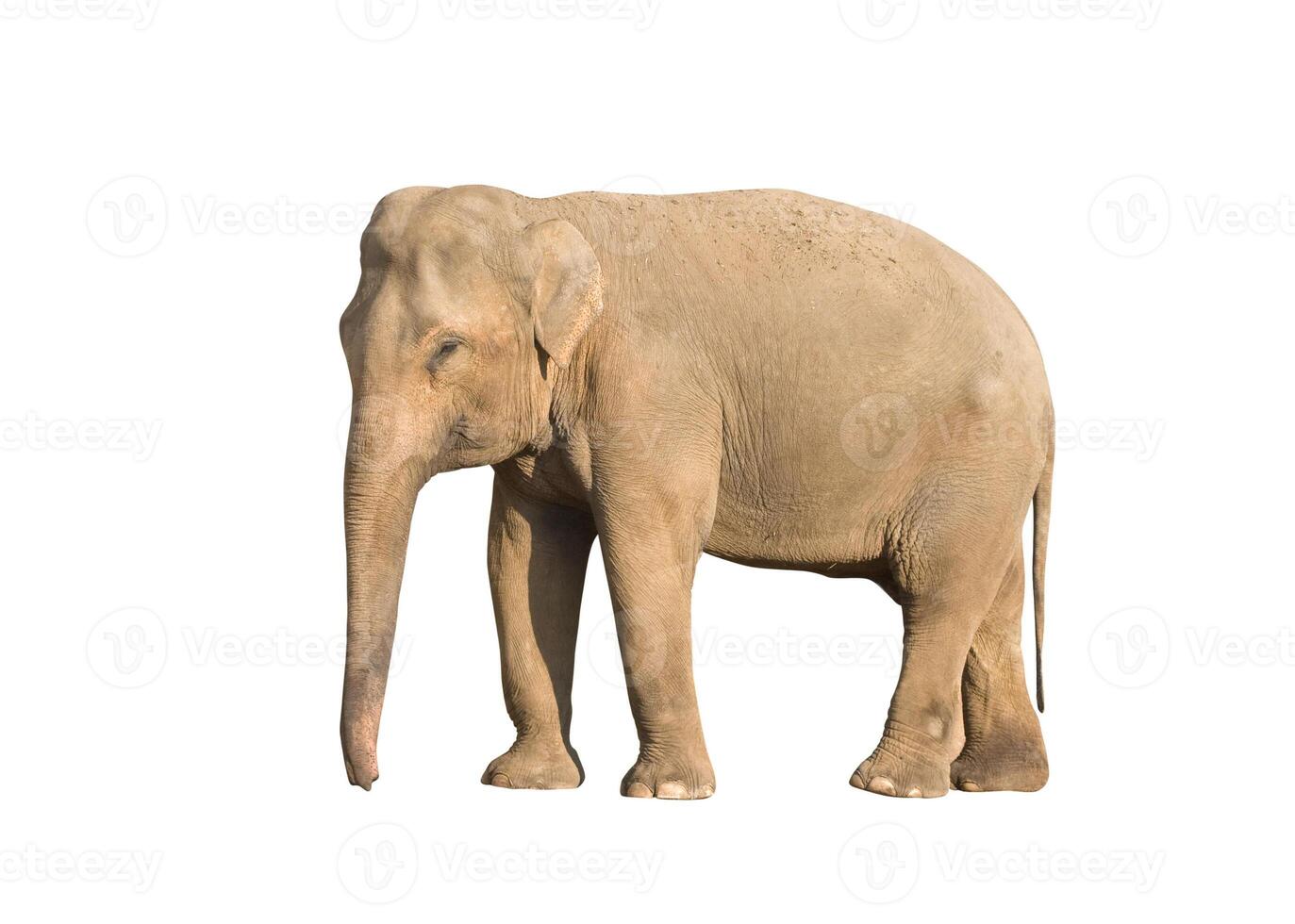 Elephant isolated over white 2 photo