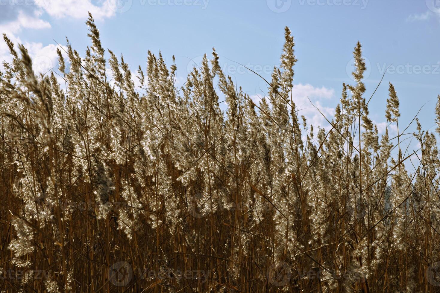 Dry grass in backlight photo