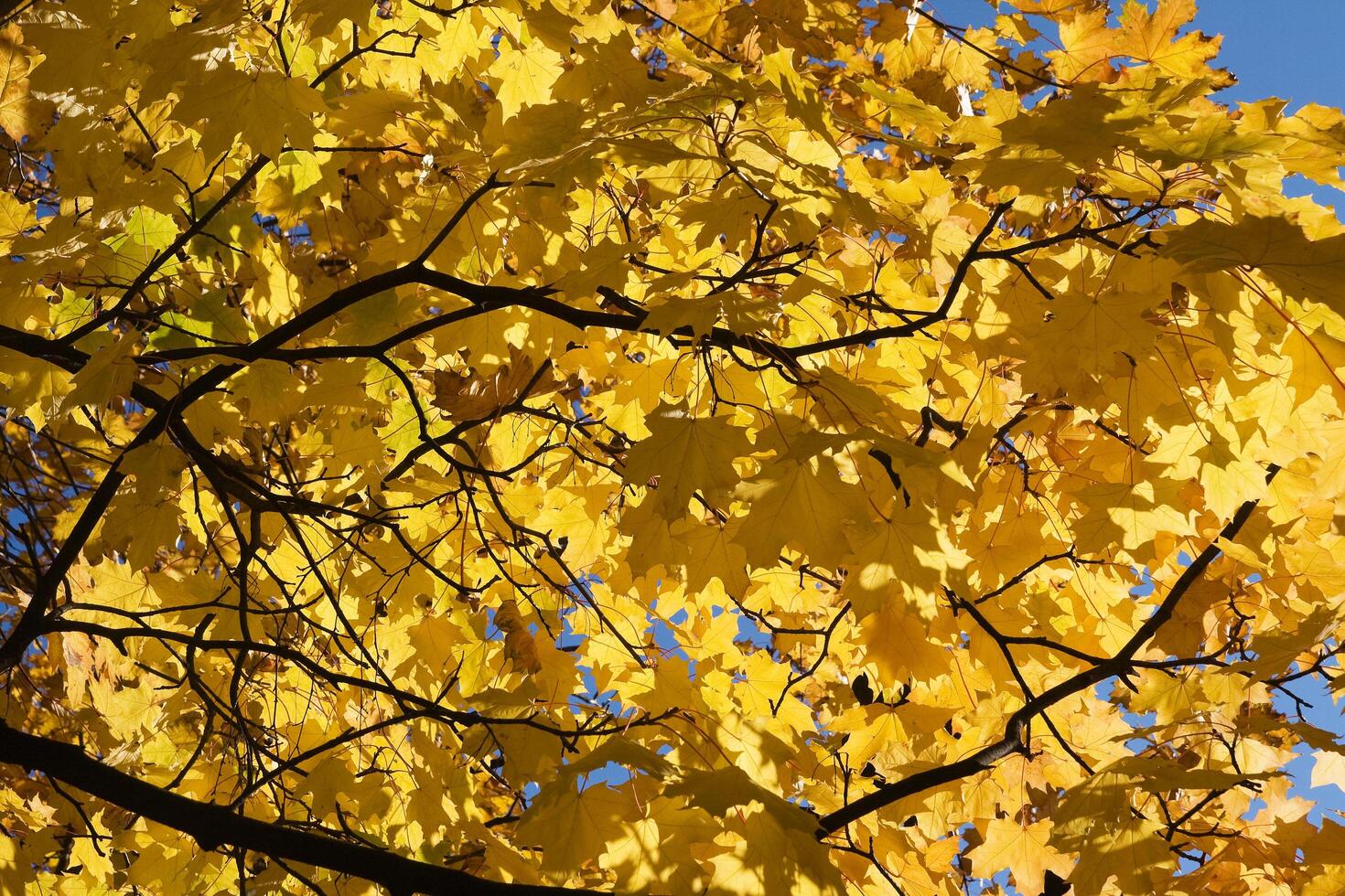 Golden maple foliage photo