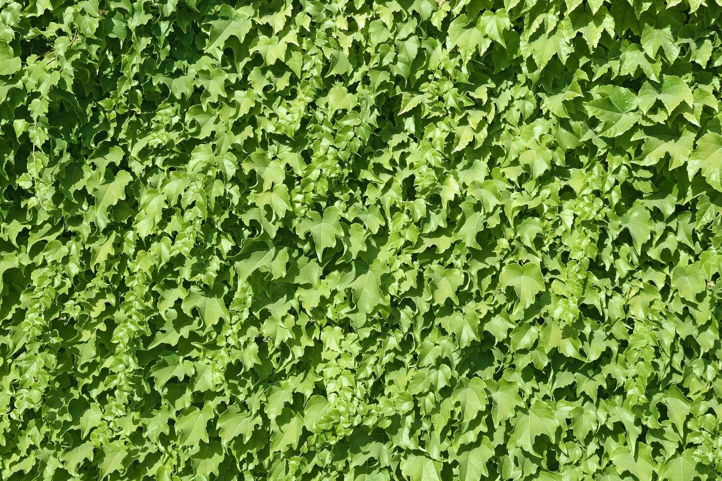 Ivy texture, sunlight photo