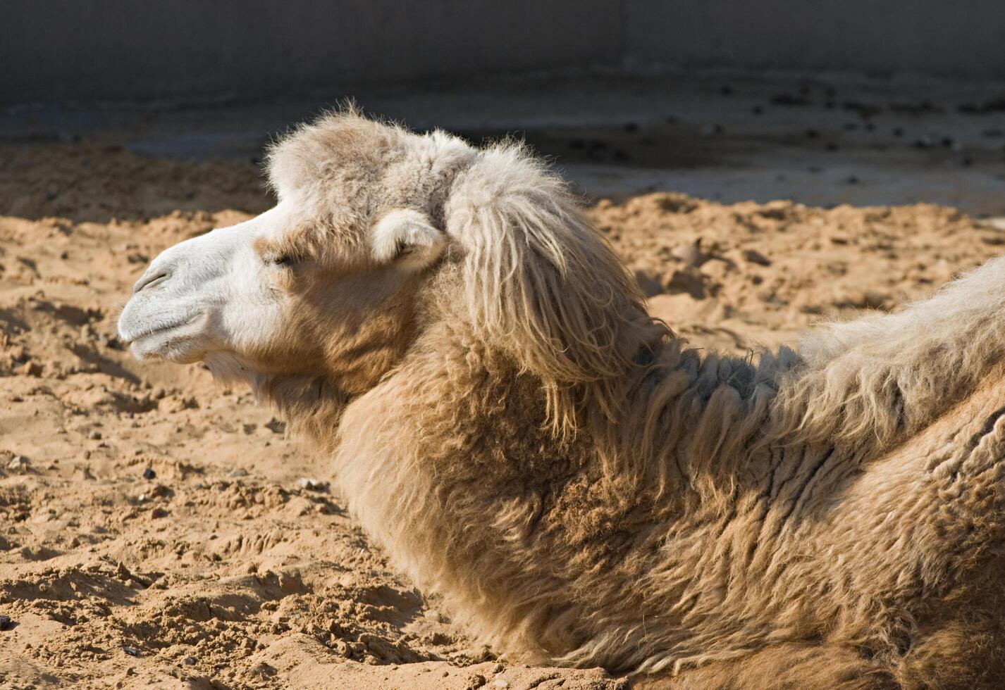 Camel head and neck photo