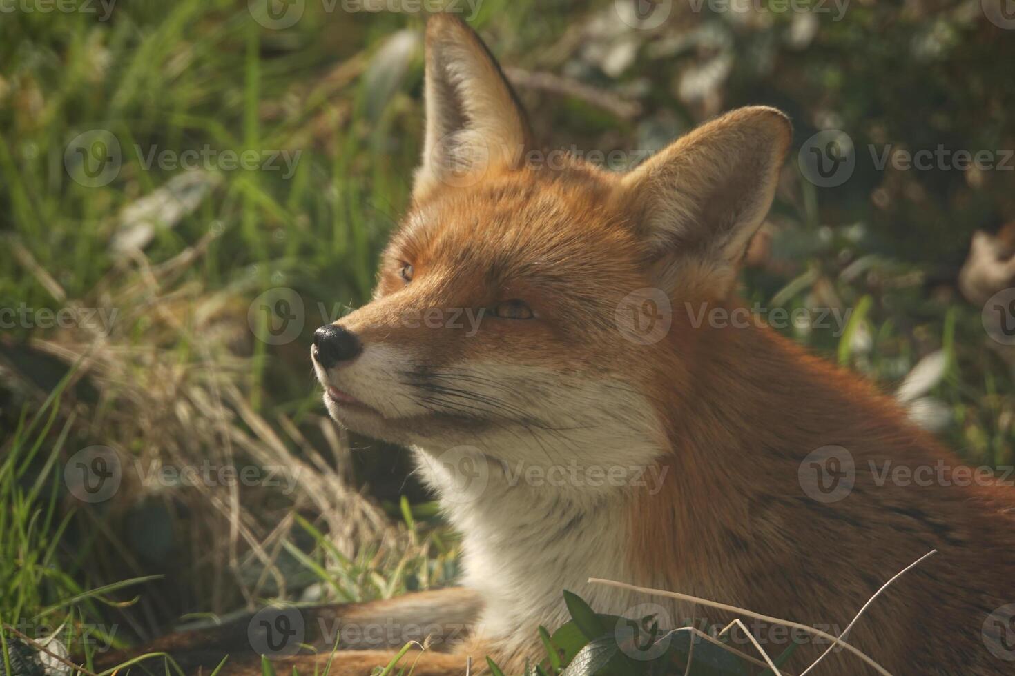 Red Fox Sniffing 06.03.25 photo