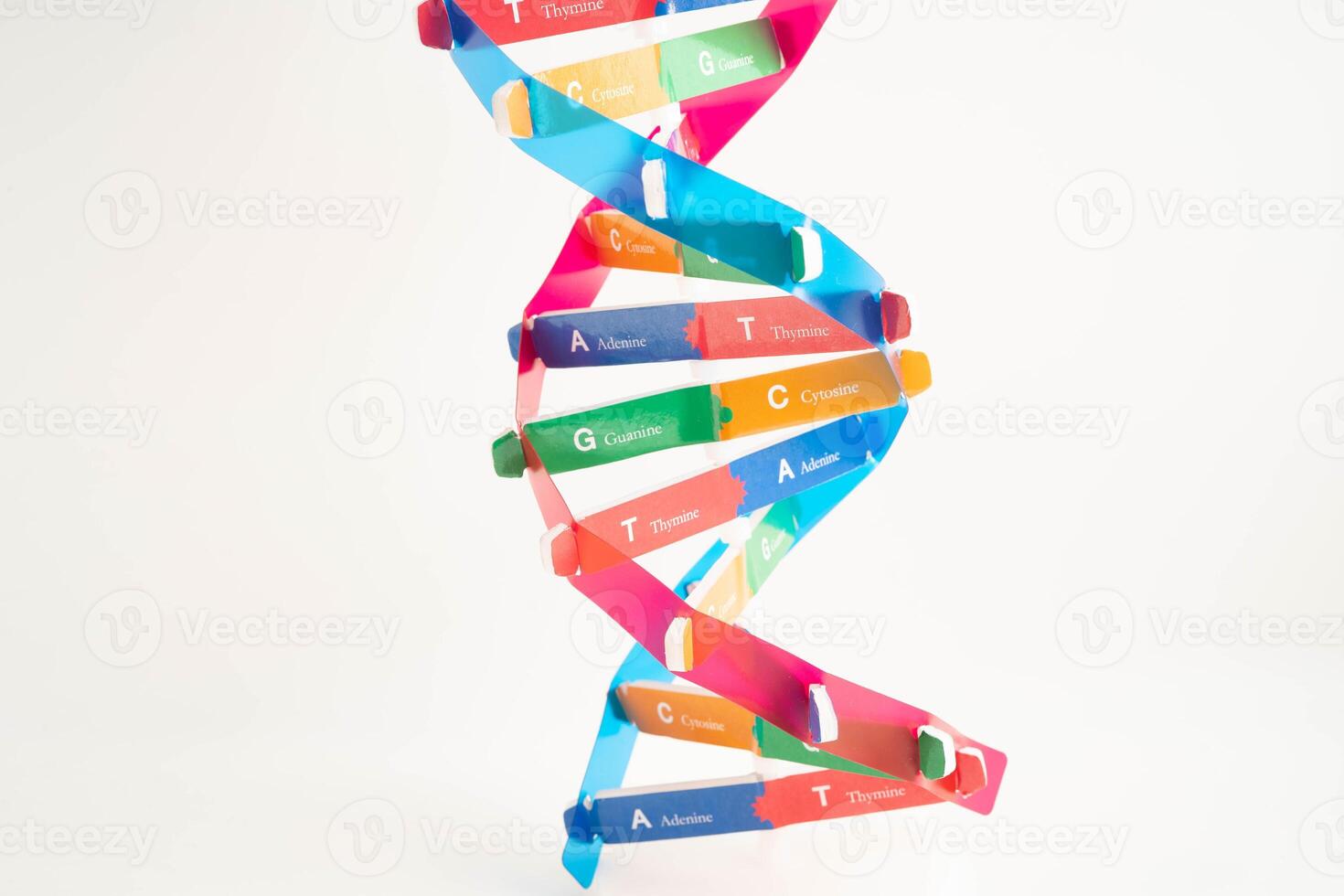 DNA molecule spiral structure model isolated on white background, chromosome and gene chemical science bi photo