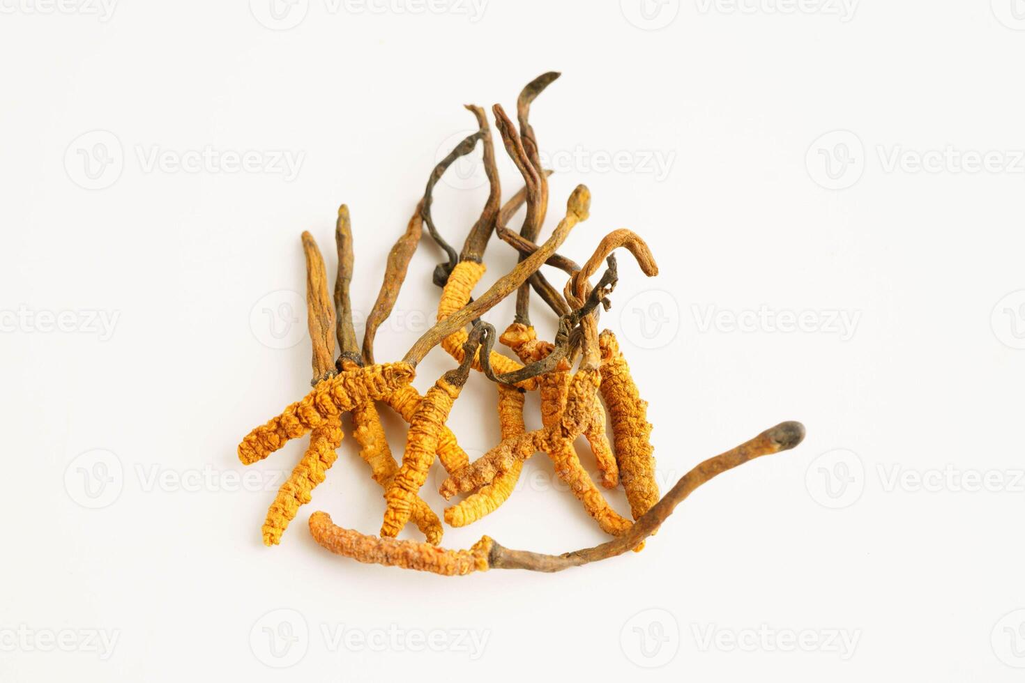 Cordyceps sinensis or Ophiocordyceps sinensis isolated on white background, mushroom herb treatment me photo