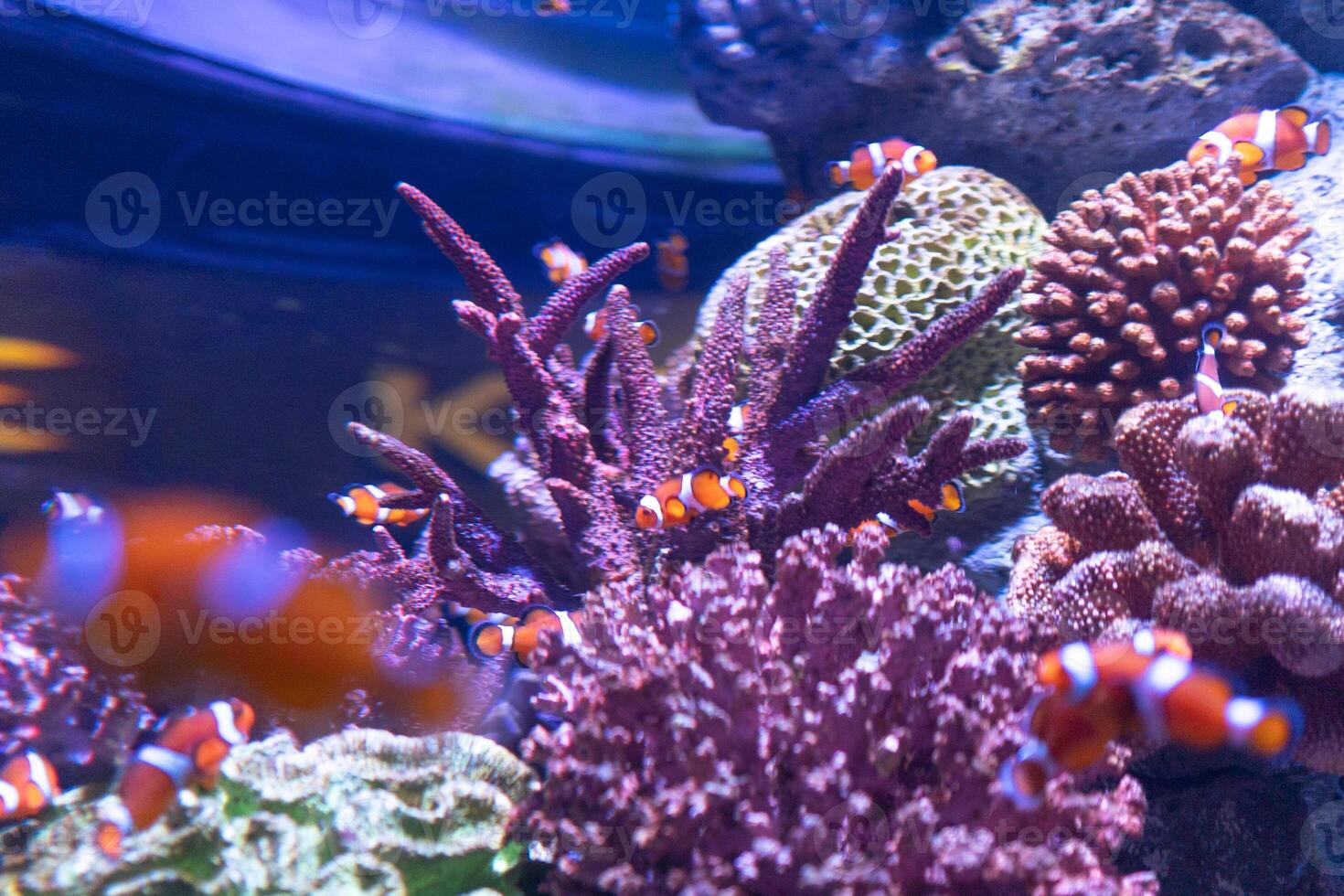 close up Clownfish in coral reef in the blue under water ocean fish tank aquarium photo