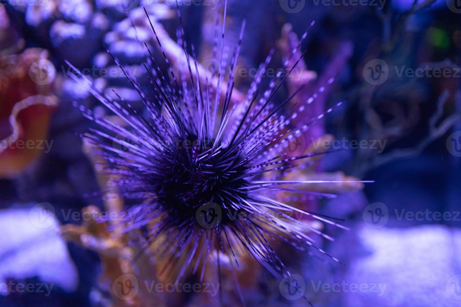 A sea urchin in the underwater fish tank aquarium with light focus photo