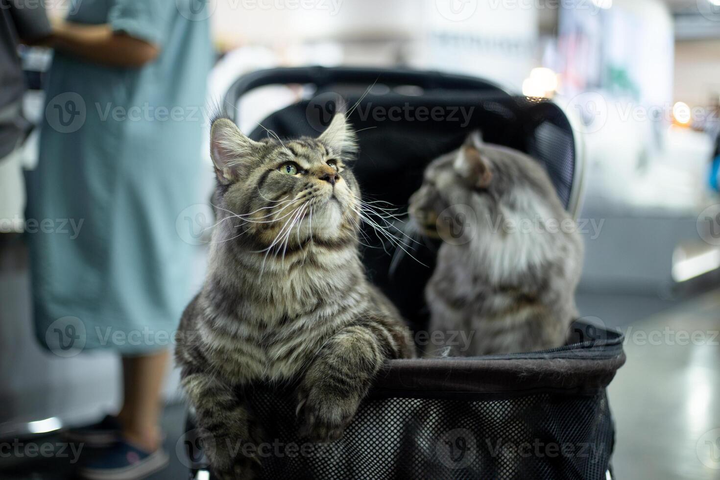 close up two fluffy fatty fur face MaineCoon cat in the cat Stroller cart in publics pet event with blur people background photo