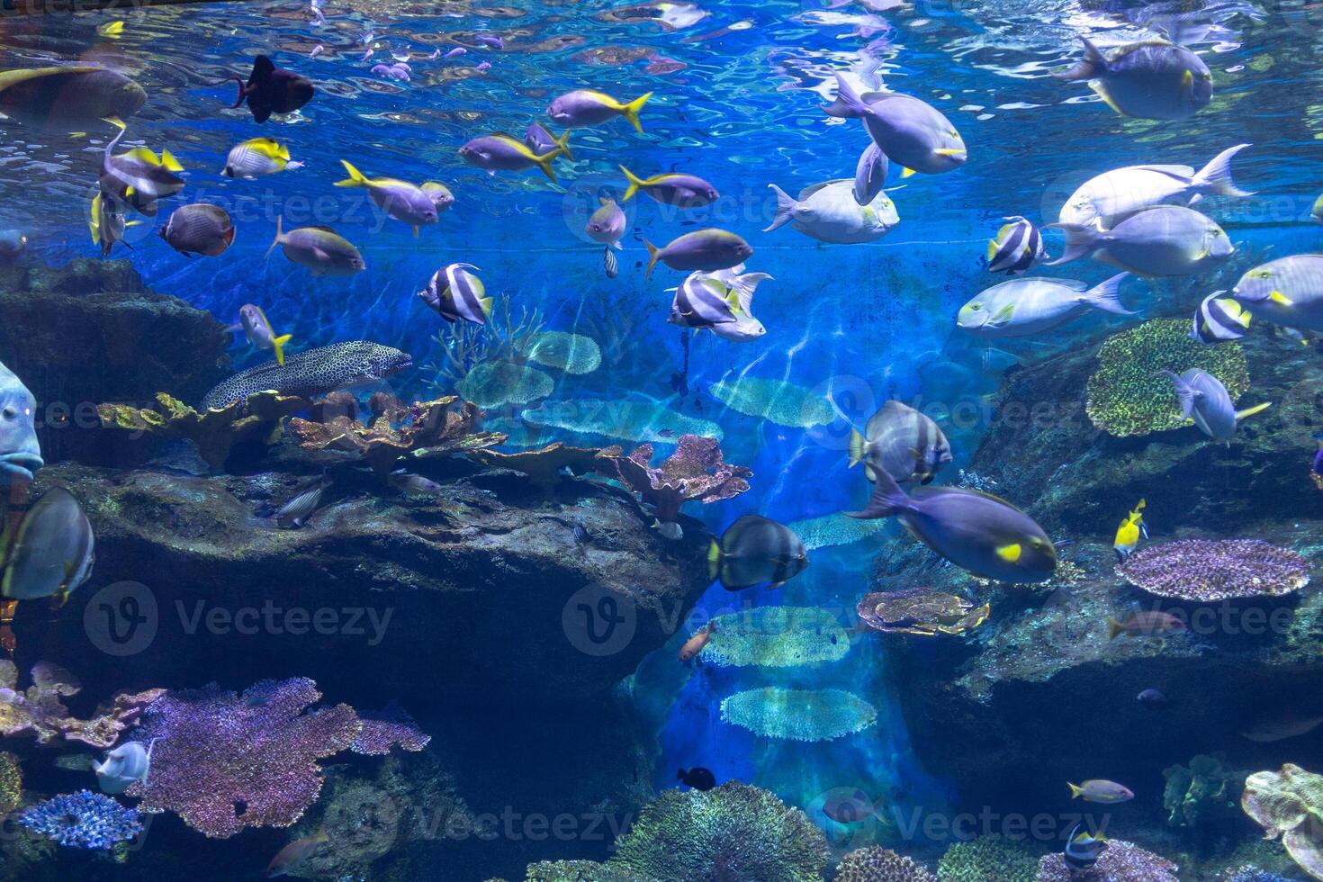 coral reef and school of fish in the blue under water ocean fish tank aquarium photo