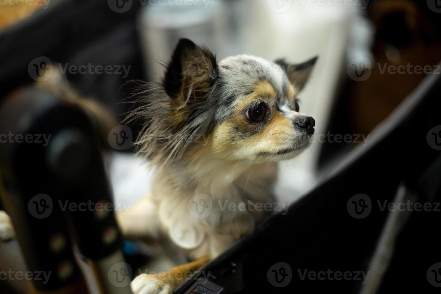 close up fluffy fatty fur Merle color chihuahua face in the dog Stroller cart in publics pet event with blur people background photo