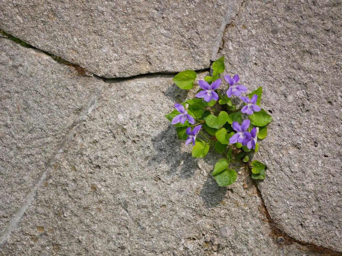 A violet flower breaks through a crack in the asphalt. The concept of strength and achieving goals photo