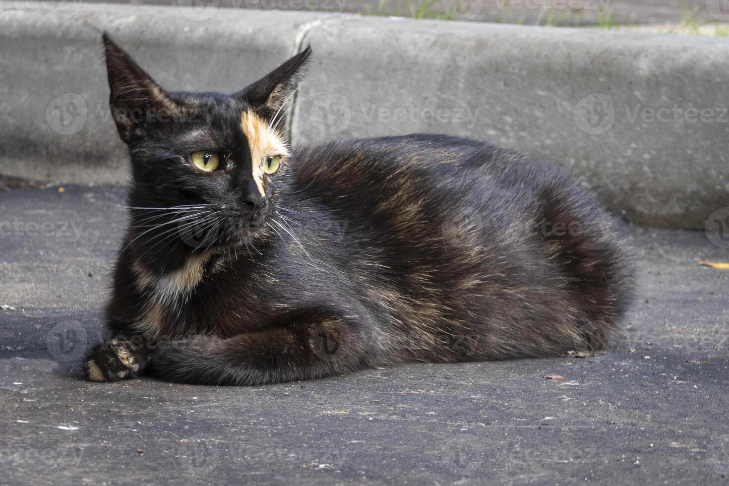 Black cat with beige spots is lying in the street looking to the right photo