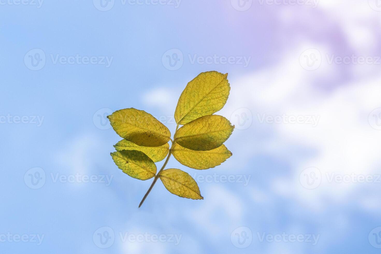 Autumn yellow leaves against light blue sky on sunny morning. 7 leaves. photo