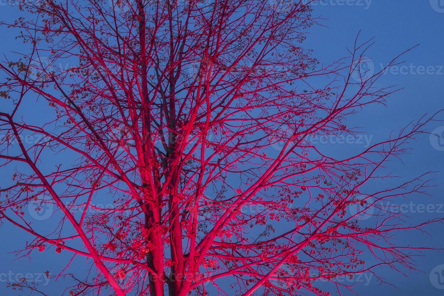 Naked tree closeup highlighted with pink illumination against blue sky photo