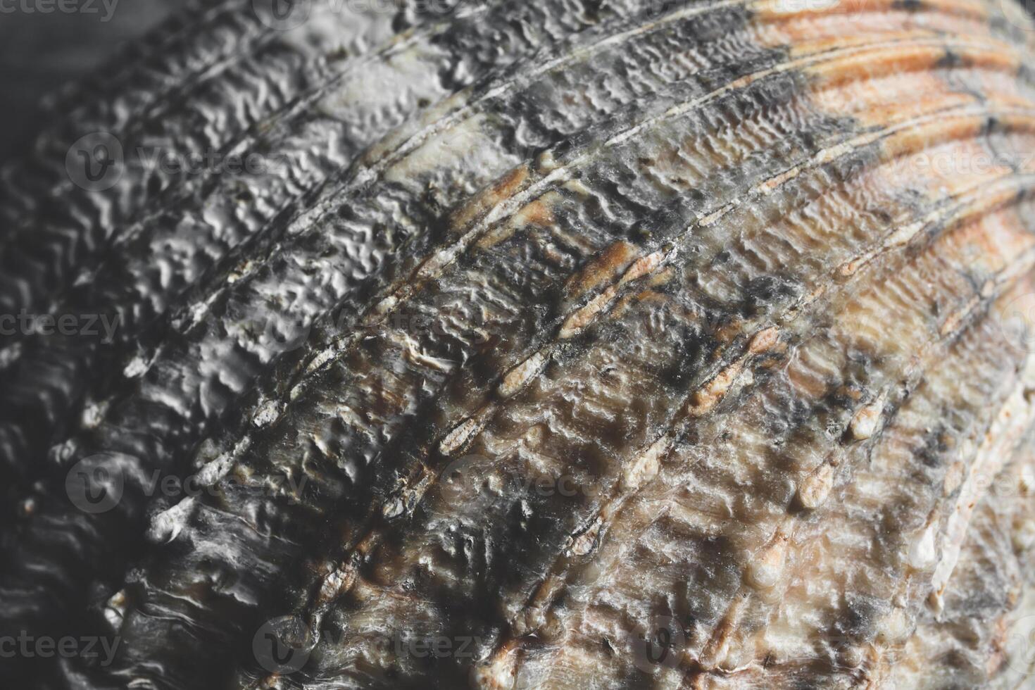 A brown seashell macro shot as a natural background, shallow DOF photo