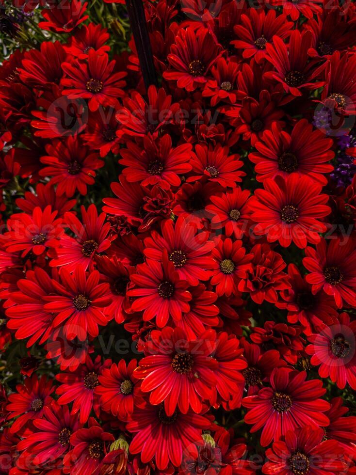 A burst of red flowers creates a striking display in this lush garden setting, natural background photo