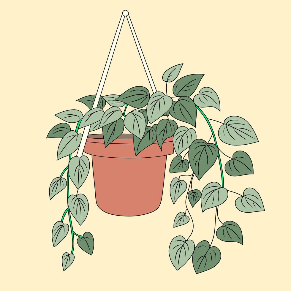 Dischidia Hanging Plant Illustration vector