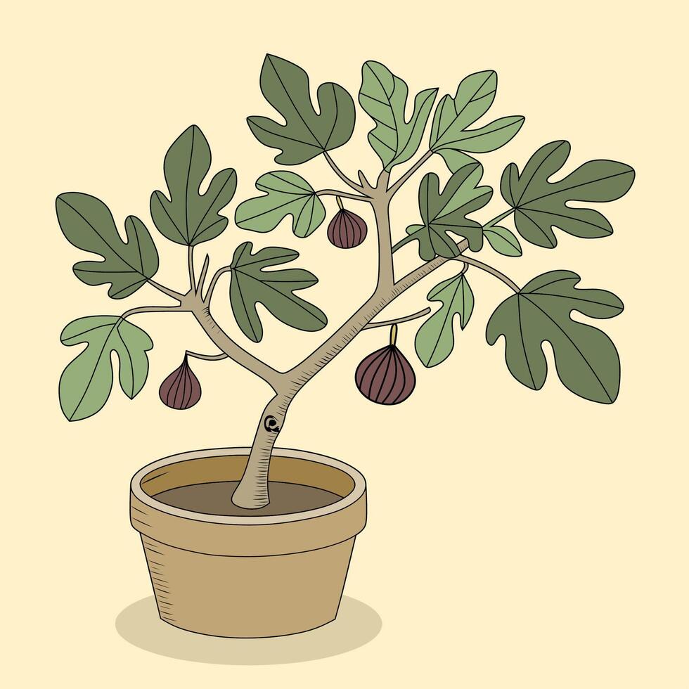 Fig Tree in a Pot Illustration vector