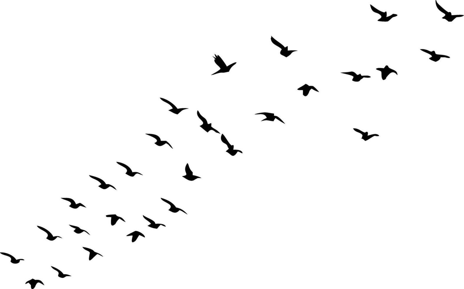 Silhouette Flock Birds Flying Together in VFormation Against a Clean White Background vector