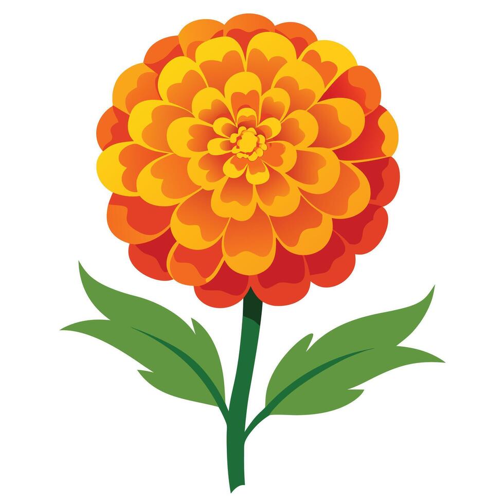 Orange Marigold Flower on White Background Flat Design vector
