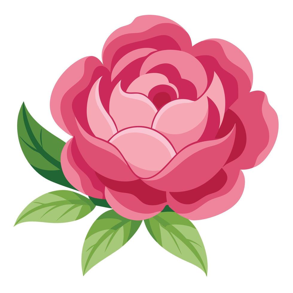 Pink Rose Isolated with Green Leaves on White Background vector