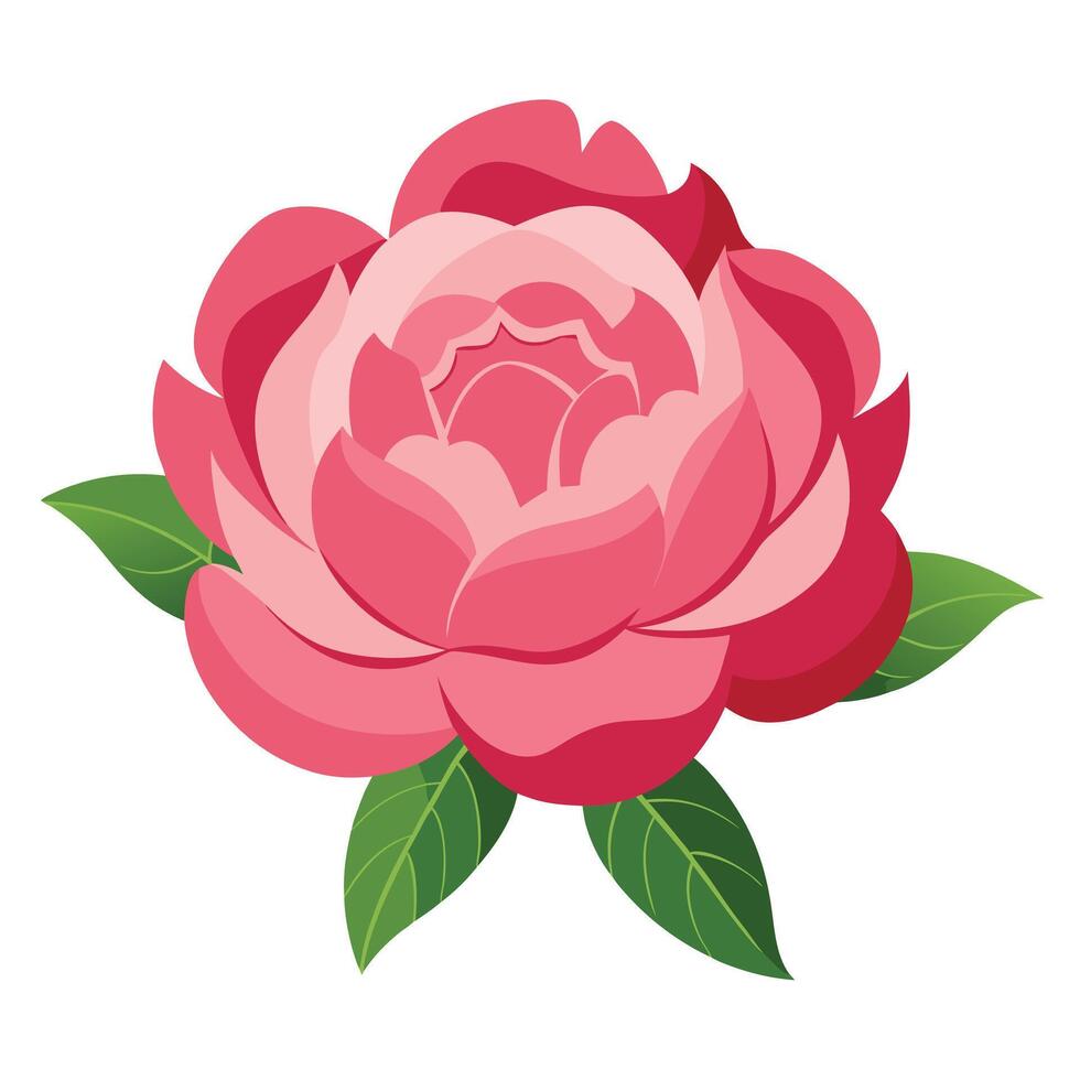 Beautiful Pink Rose Bloom with Green Leaves on Isolated White Background vector