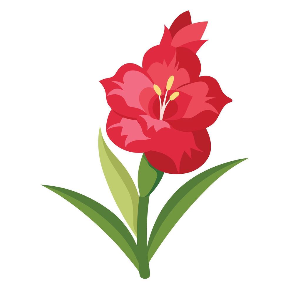 Elegant Red Amaryllis Flower with Green Leaves on White Background vector